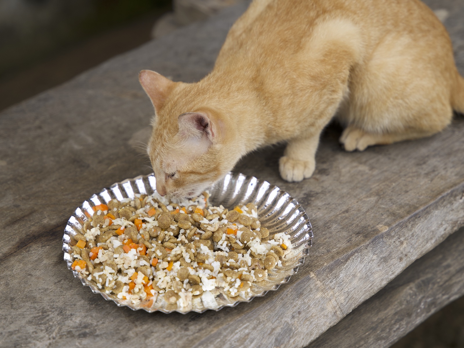Stray Feeding Program